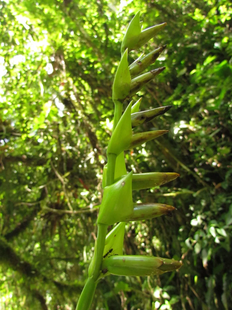 vriesea unilateralis (2)