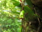 Vriesea scalaris (13)