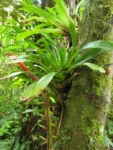 Vriesea scalaris (7)