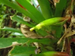 Vriesea scalaris (4)