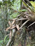 Vriesea scalaris (2)