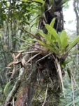 Vriesea scalaris (1)