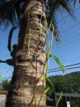 Vriesea rubroviridis (19)
