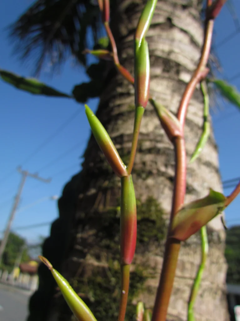 Vriesea rubroviridis (16)