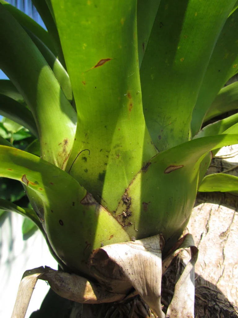 Vriesea rubroviridis (12)