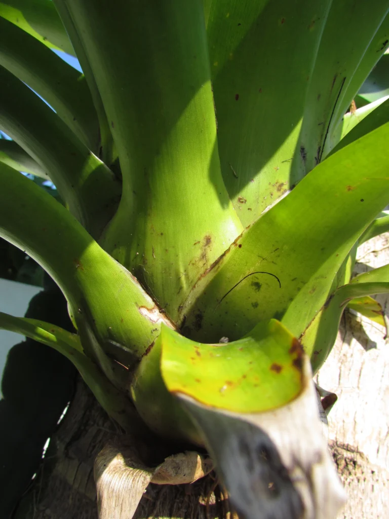 Vriesea rubroviridis (11)
