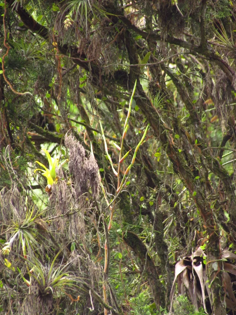 Vriesea rubroviridis (6)