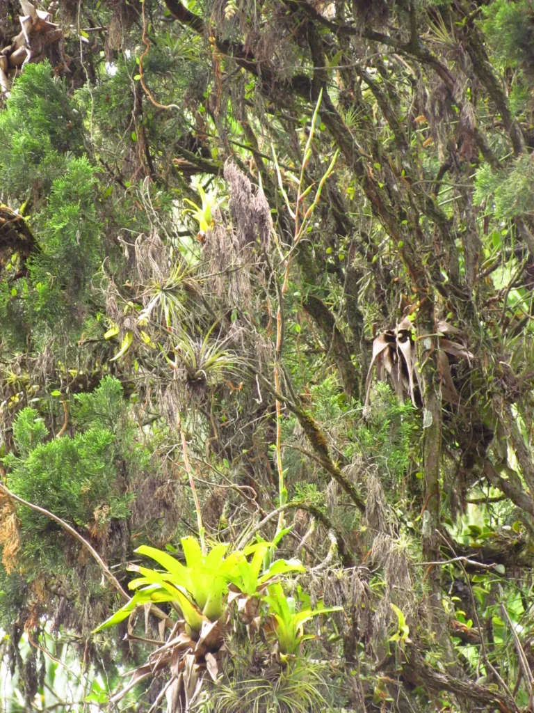 Vriesea rubroviridis (3)