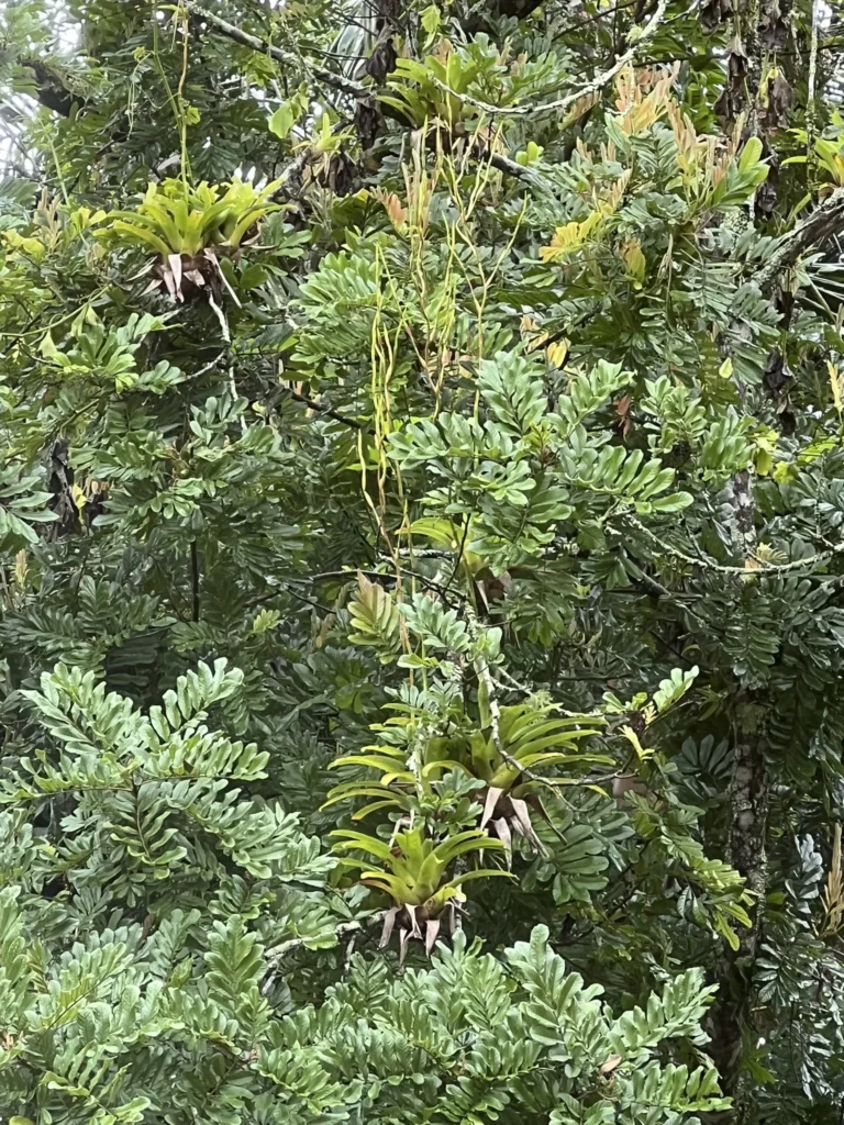 Vriesea rubroviridis (2)