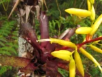 Vriesea rodigasiana (13)