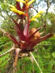 Vriesea rodigasiana (11)