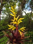 Vriesea rodigasiana (8)