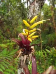 Vriesea rodigasiana (5)