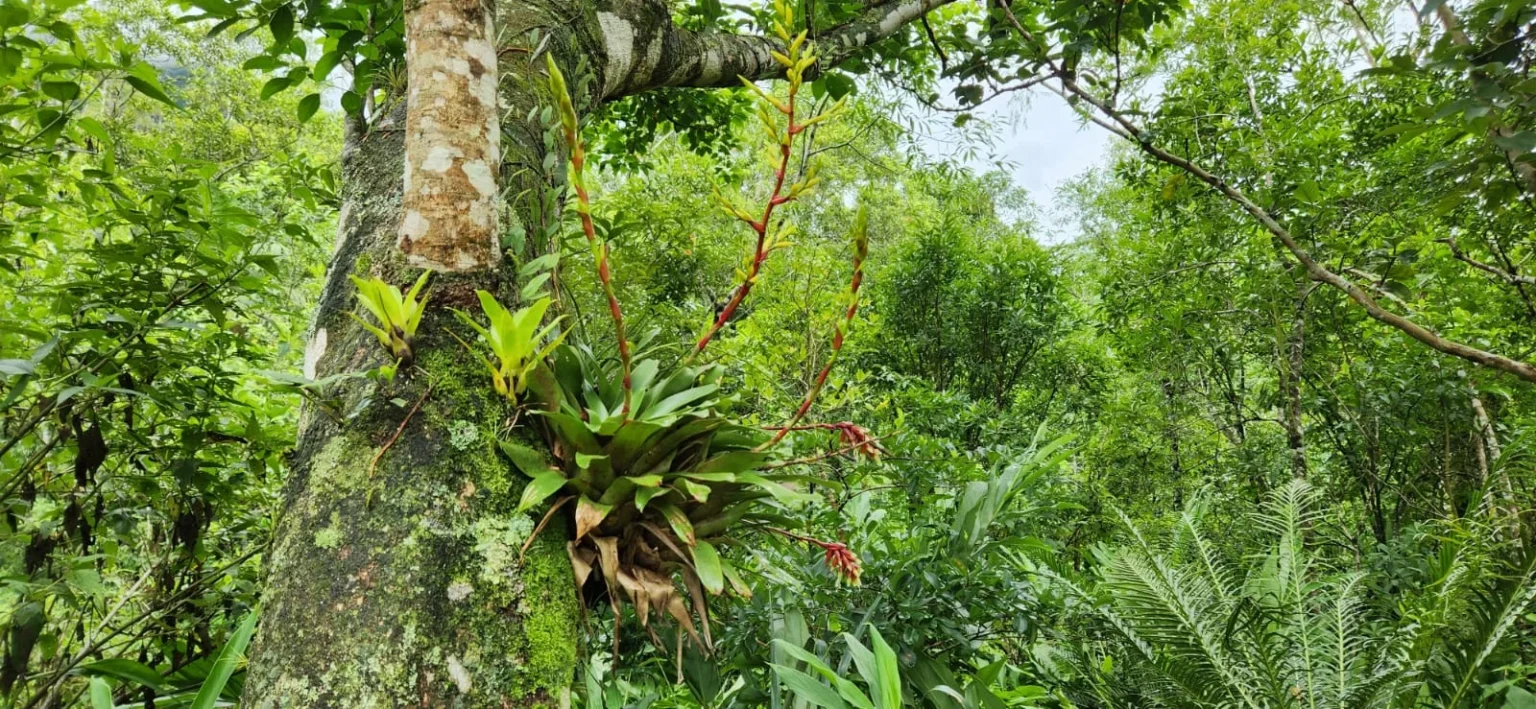 Vriesea rodigasiana (5)