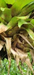 Vriesea rodigasiana (2)