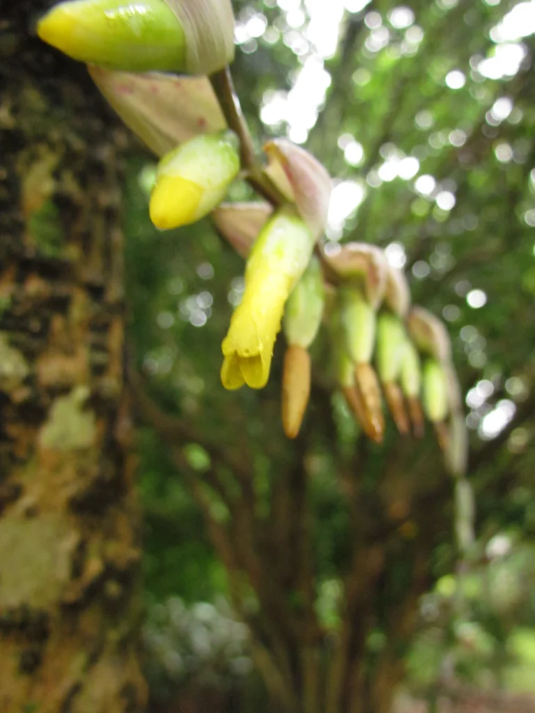 Vriesea platzmannii (25)
