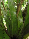Vriesea platzmannii (16)