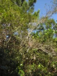 Vriesea platzmannii (11)