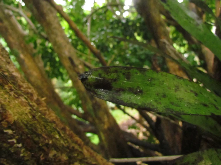 Vriesea platzmannii (10)