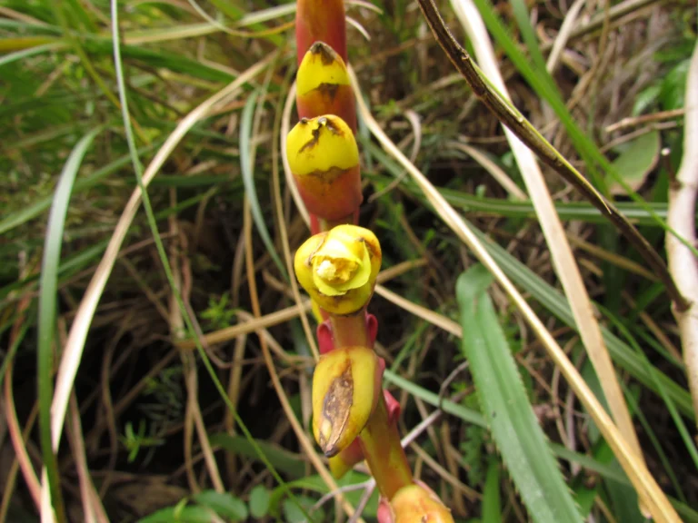 Vriesea platynema (7)
