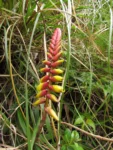 Vriesea platynema (5)