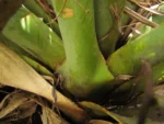 Vriesea platynema (1)