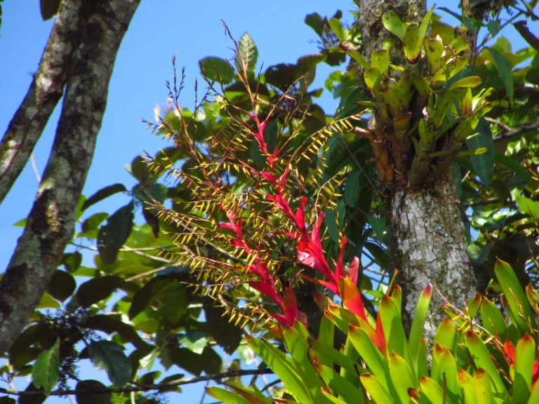Vriesea phillippocoburgii (17)