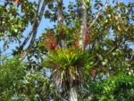 Vriesea phillippocoburgii (16)