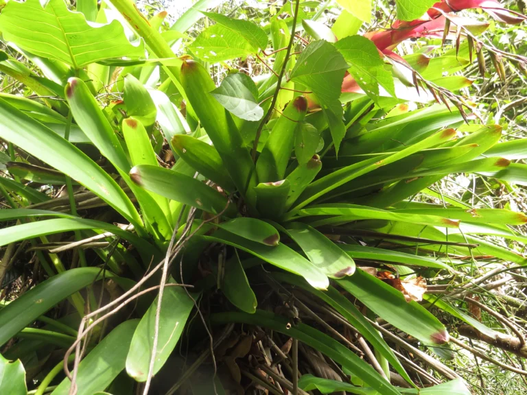 Vriesea phillippocoburgii (11)
