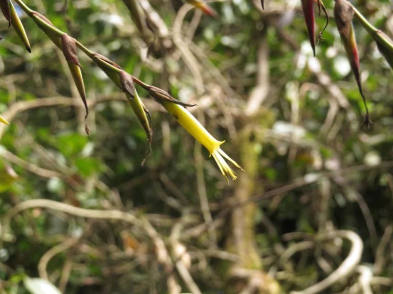 Vriesea phillippocoburgii (10)