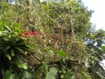 Vriesea phillippocoburgii (8)