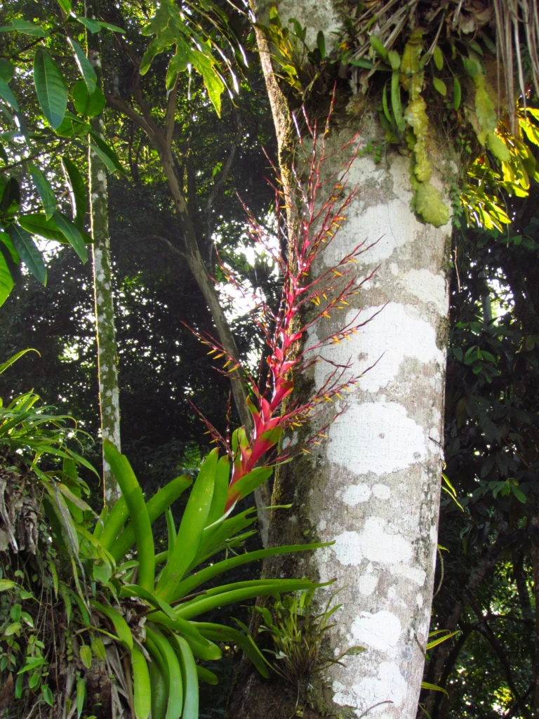 Vriesea phillippocoburgii (4)