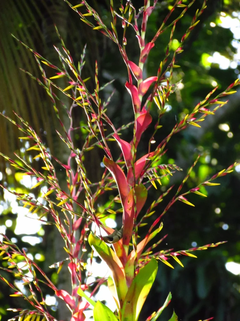 Vriesea phillippocoburgii (2)