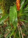 Vriesea incurvata (21)