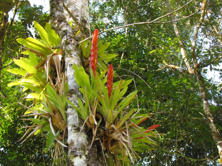 Vriesea incurvata (15)