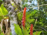 Vriesea incurvata (14)