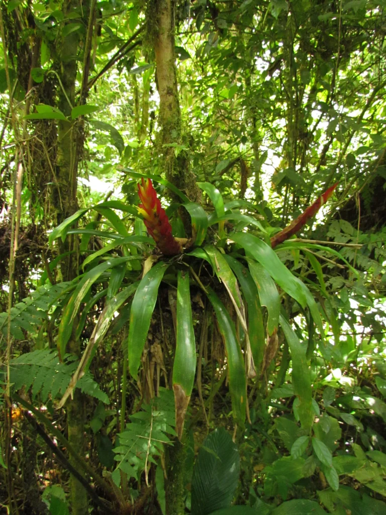 Vriesea incurvata (12)