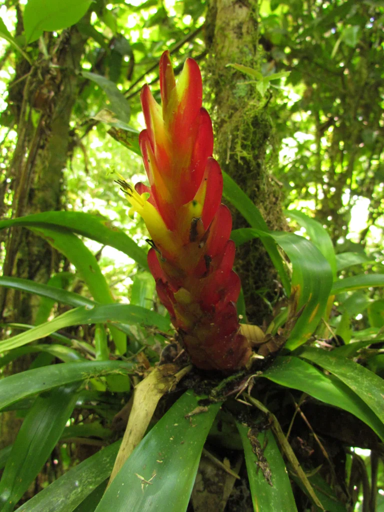 Vriesea incurvata (11)