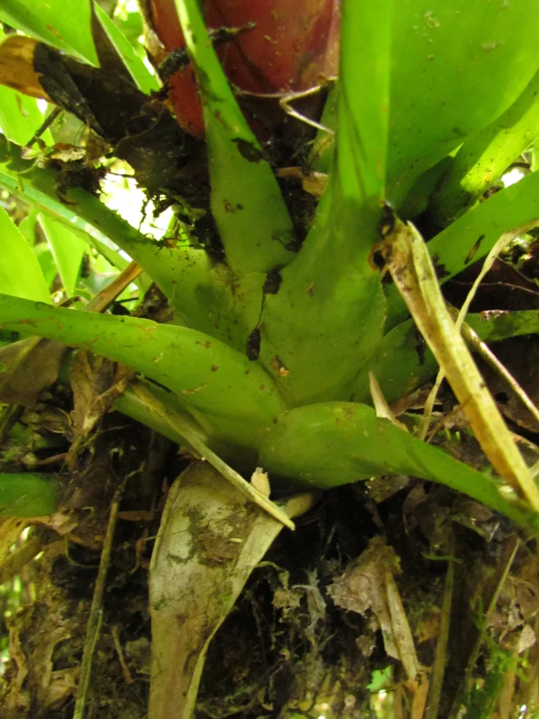 Vriesea incurvata (10)