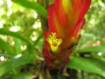 Vriesea incurvata (8)