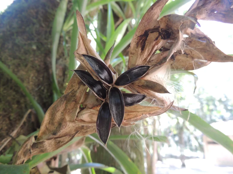 Vriesea incurvata (3)