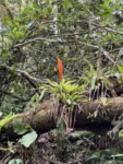Vriesea incurvata (1)