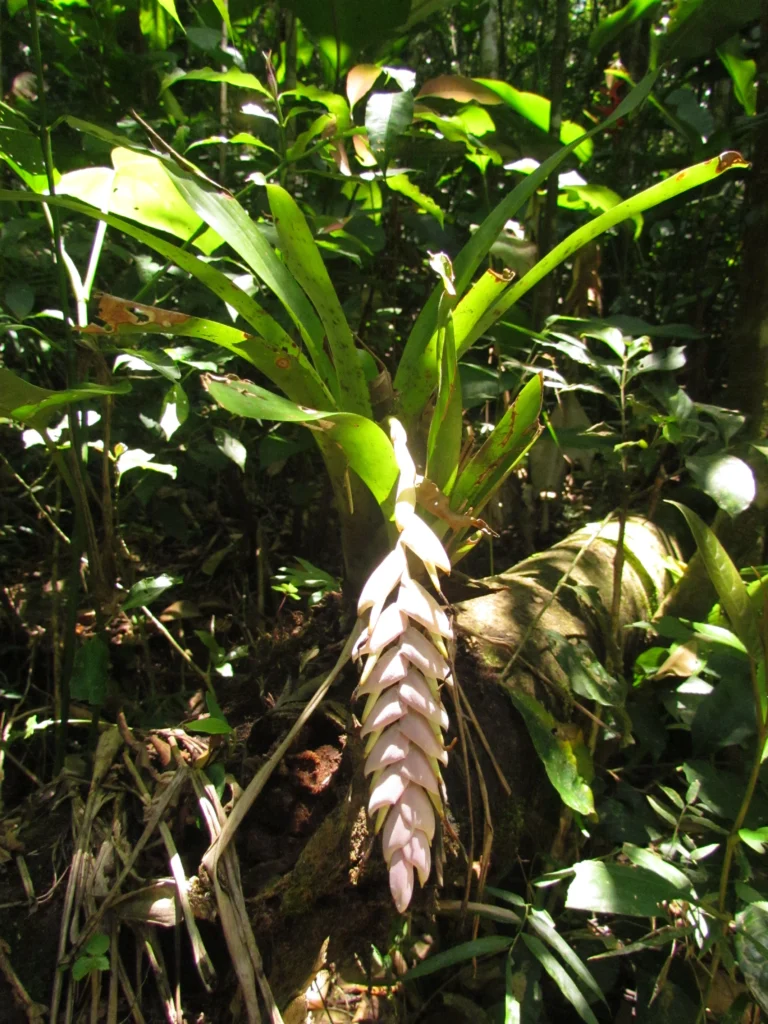 Vriesea guttata (6)