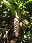 Vriesea guttata (4)