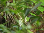 Vriesea guttata (3)