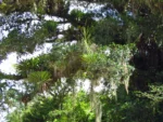 Vriesea gigantea (15)