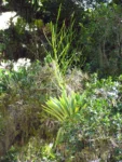 Vriesea gigantea (13)