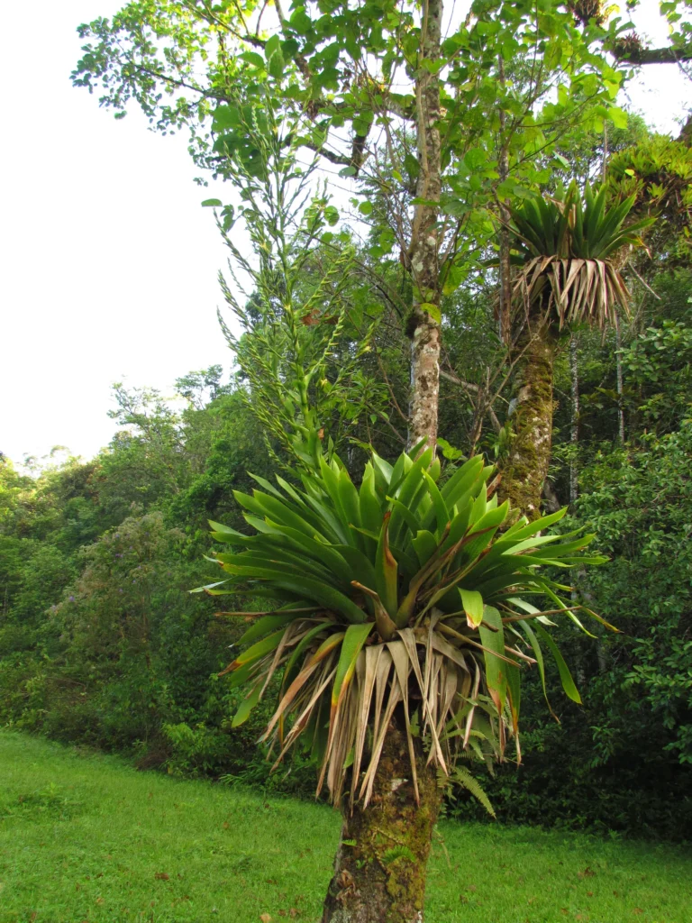 Vriesea gigantea (10)