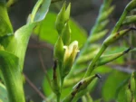 Vriesea gigantea (4)