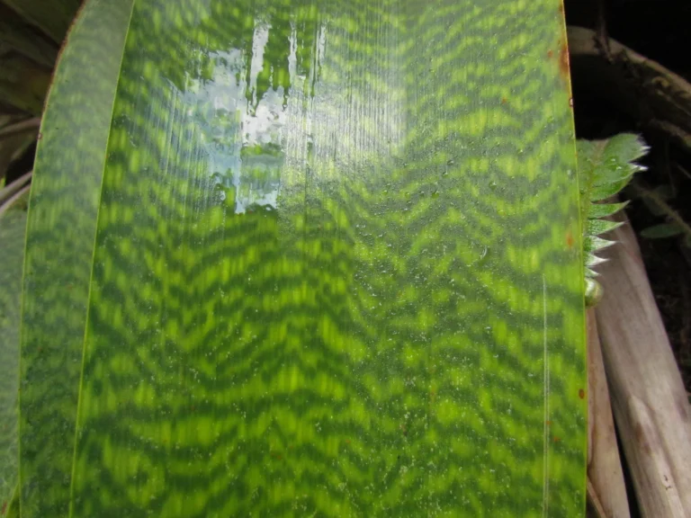 Vriesea gigantea (3)
